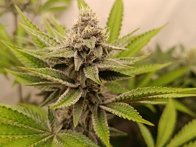 Juicy Flavours Grow #001. Week 11 - Funk in Da trunk 