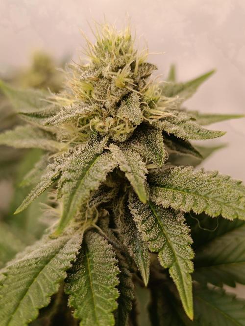 Juicy Flavours Grow #001. Week 11 - Candy Coated 