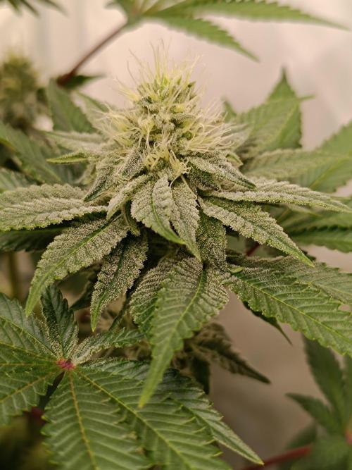 Juicy Flavours Grow #001. Week 11 - Candy Coated 