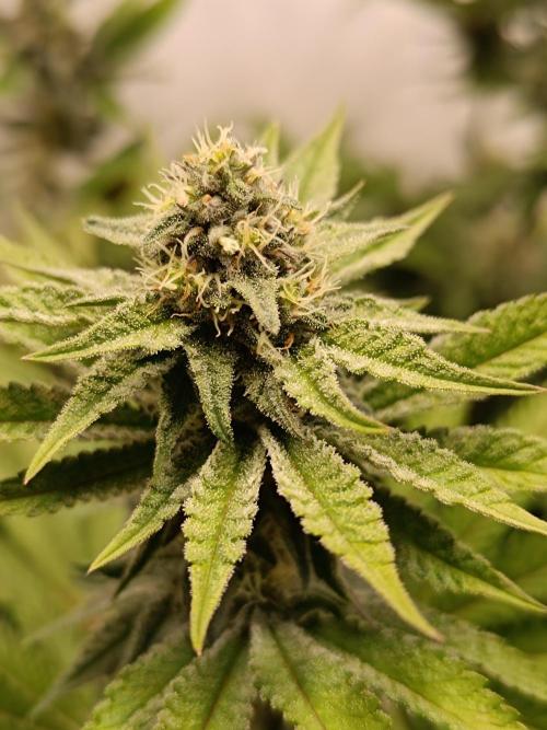Juicy Flavours Grow #001. Week 11 - Pink Milk 