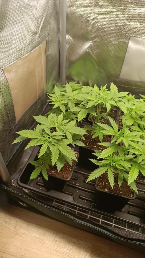 Outdoor Grow for WPFF 2026