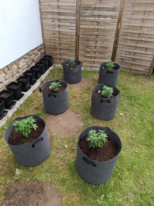 Outdoor Grow for WPFF 2026. Week 4