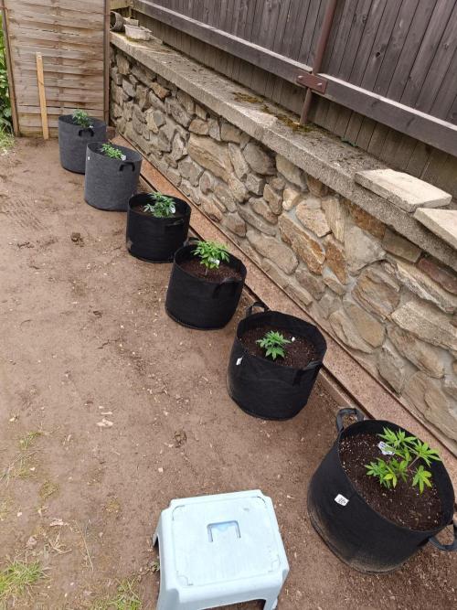 Outdoor Grow for WPFF 2026. Week 4