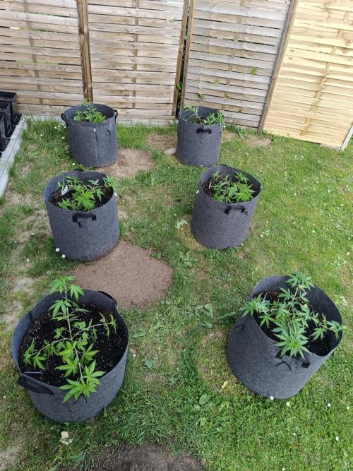 Outdoor Grow for WPFF 2026. Week 5