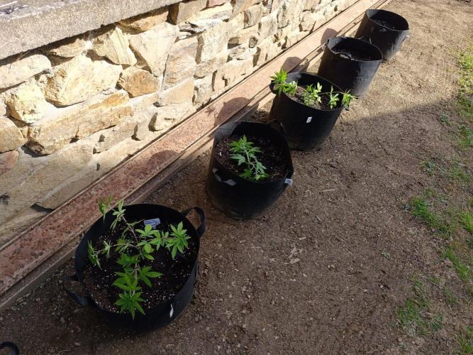 Outdoor Grow for WPFF 2026. Week 5