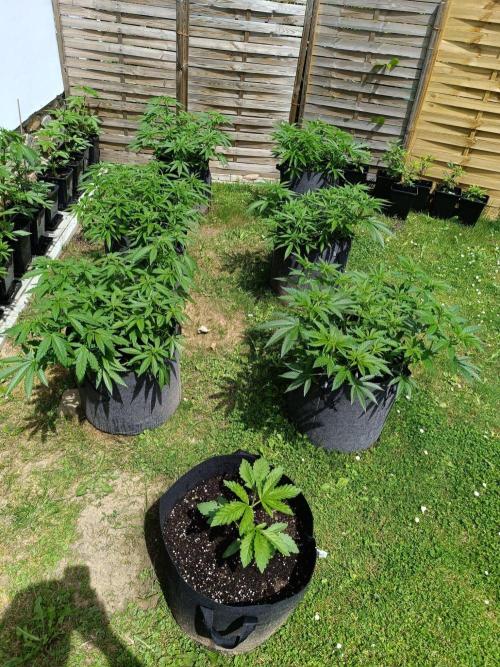 Outdoor Grow for WPFF 2026. Week 7