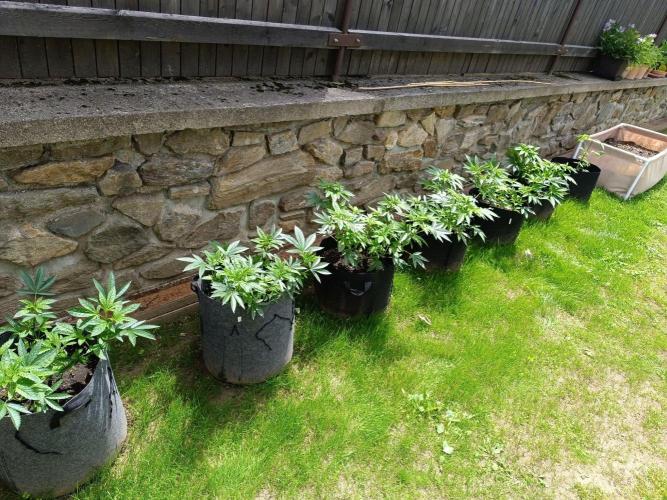 Outdoor Grow for WPFF 2026. Week 7