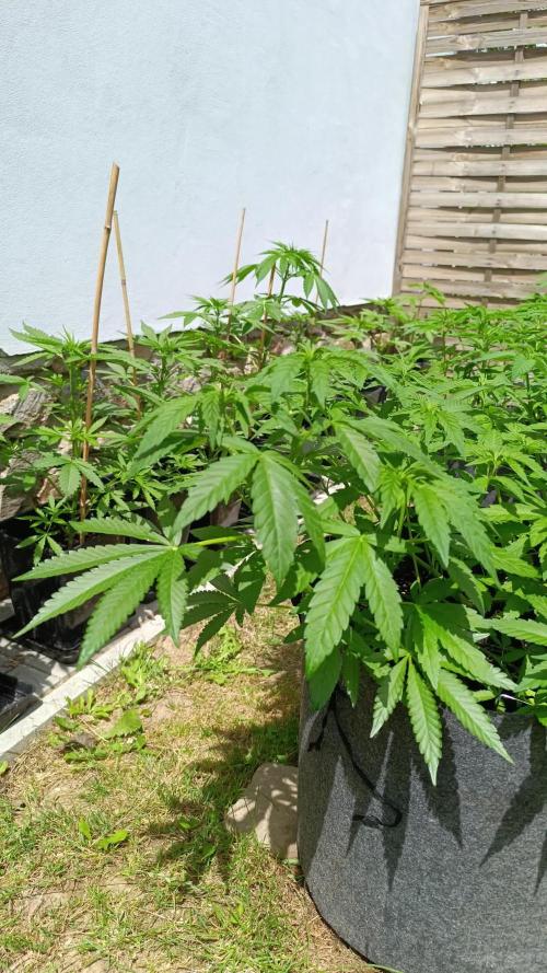 Outdoor Grow for WPFF 2026