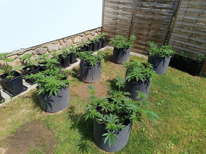 Outdoor Grow for WPFF 2026. Week 6