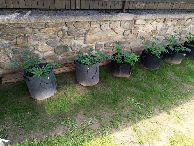 Outdoor Grow for WPFF 2026. Week 6