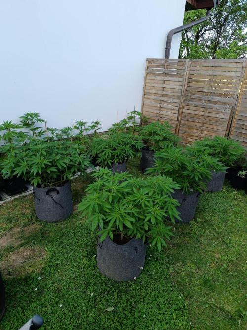 Outdoor Grow for WPFF 2026. Week 8