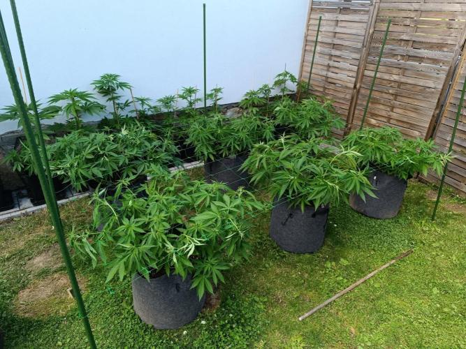 Outdoor Grow for WPFF 2026. Week 8