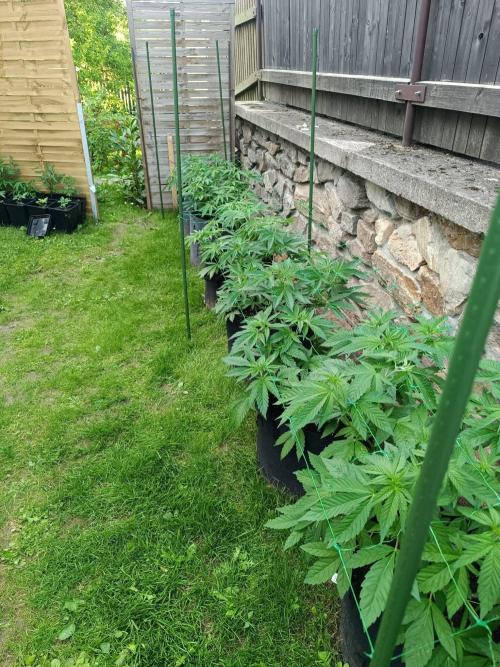 Outdoor Grow for WPFF 2026. Week 8