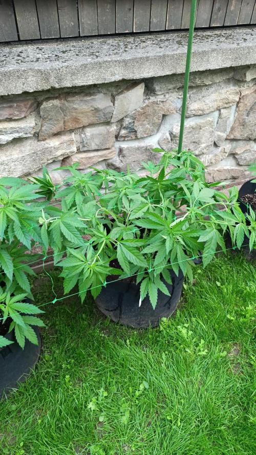 Outdoor Grow for WPFF 2026