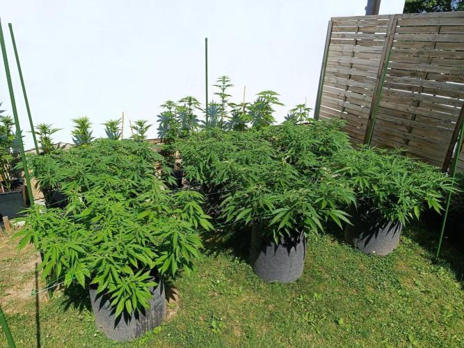Outdoor Grow for WPFF 2026. Week 9