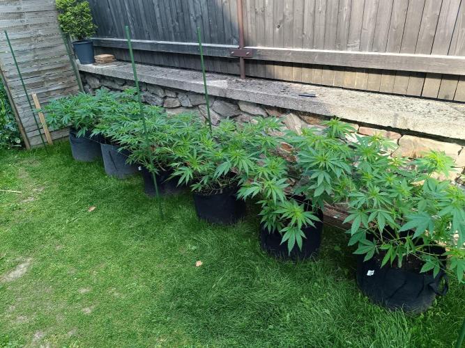 Outdoor Grow for WPFF 2026. Week 9