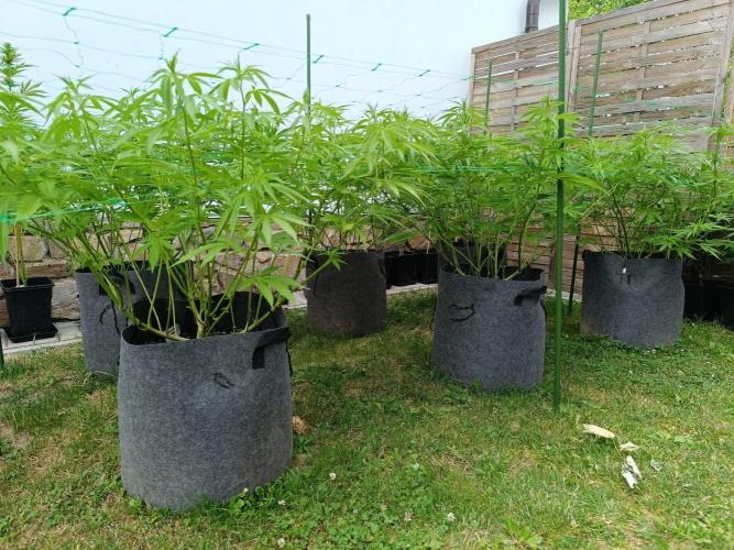 Outdoor Grow for WPFF 2026. Week 10