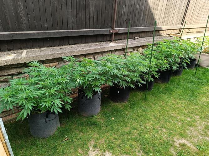 Outdoor Grow for WPFF 2026. Week 10