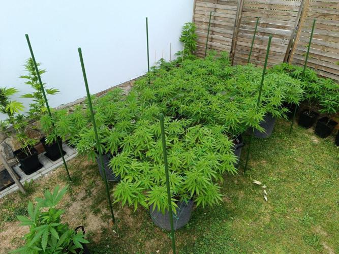 Outdoor Grow for WPFF 2026. Week 10