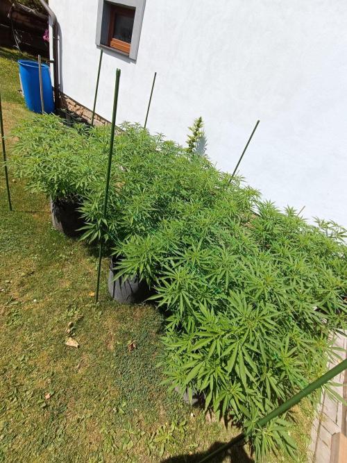 Outdoor Grow for WPFF 2026. Week 11