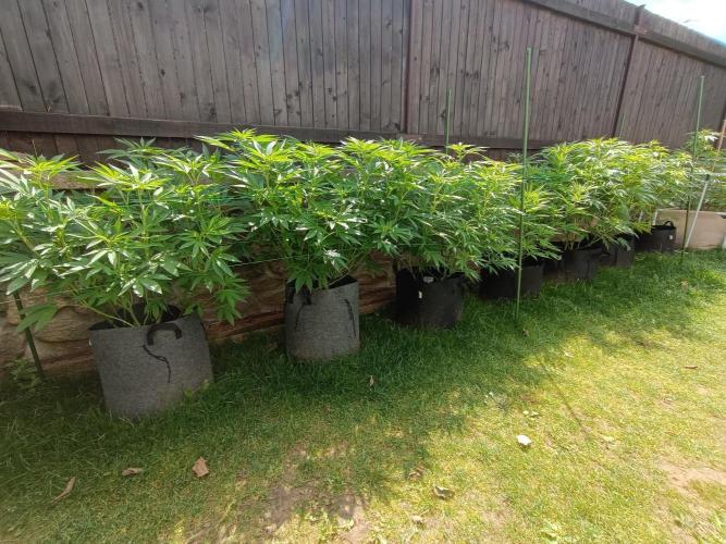 Outdoor Grow for WPFF 2026. Week 11