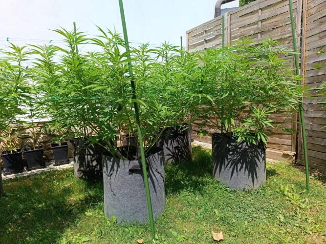 Outdoor Grow for WPFF 2026. Week 11