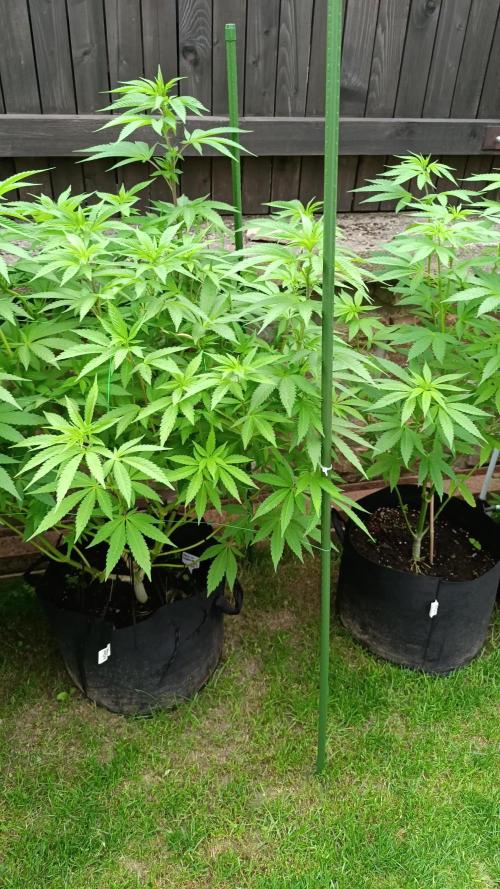Outdoor Grow for WPFF 2026