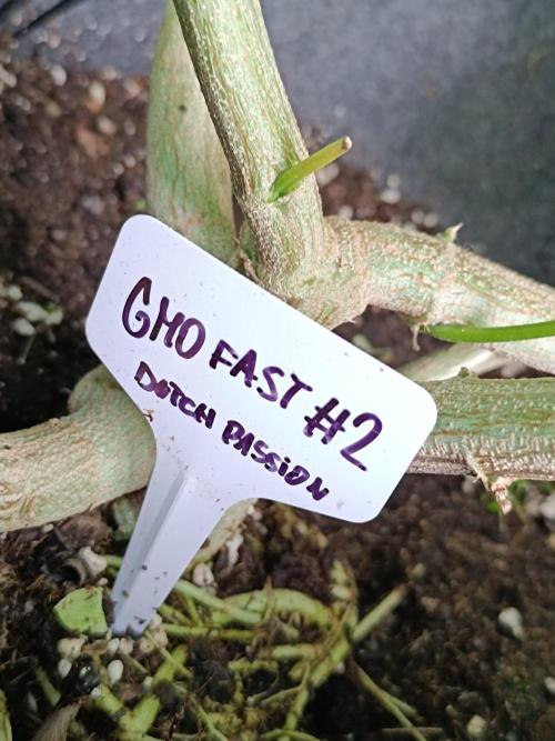 Outdoor Grow for WPFF 2026. Week 13