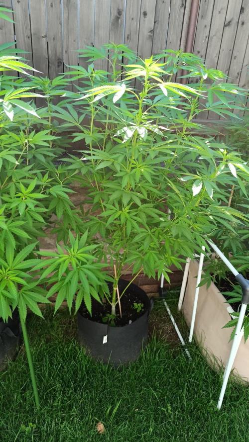 Outdoor Grow for WPFF 2026