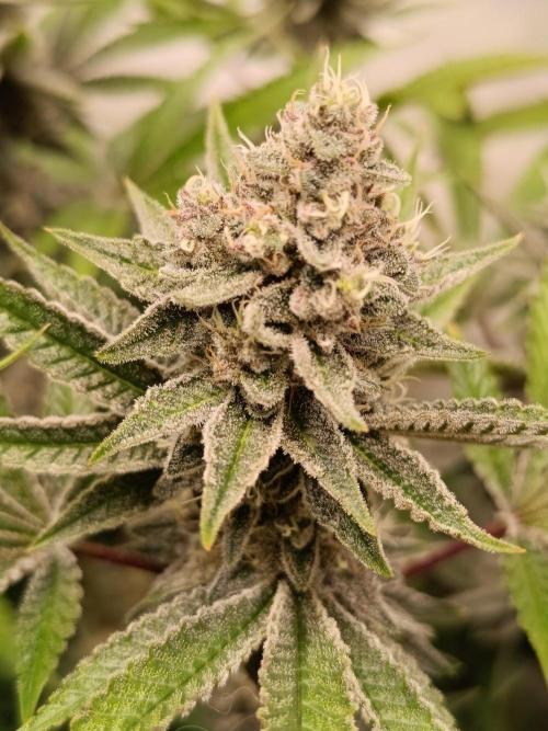 Juicy Flavours Grow #001. Week 12