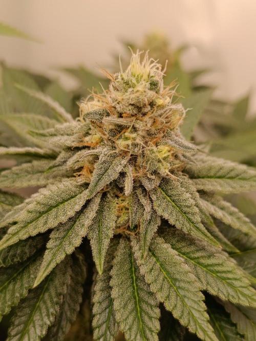 Juicy Flavours Grow #001. Week 12