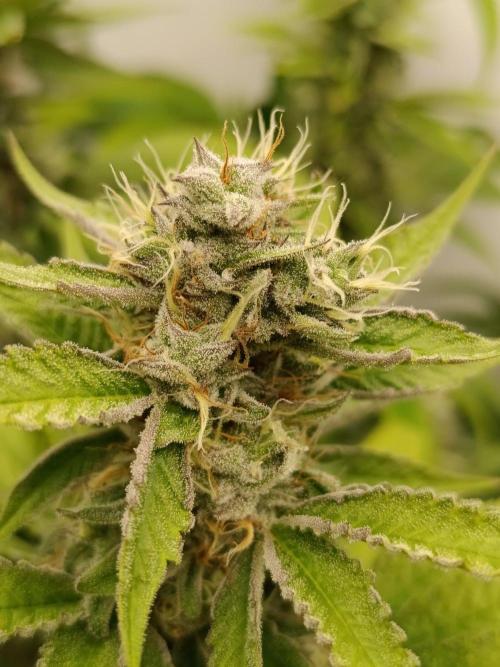 Juicy Flavours Grow #001. Week 12