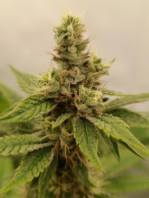 Juicy Flavours Grow #001. Week 12