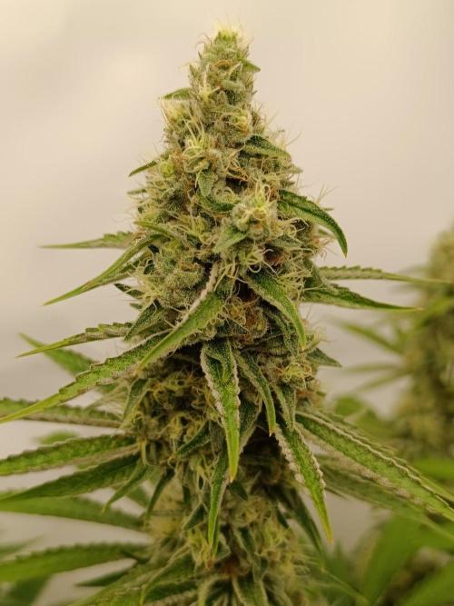 Juicy Flavours Grow #001. Week 12