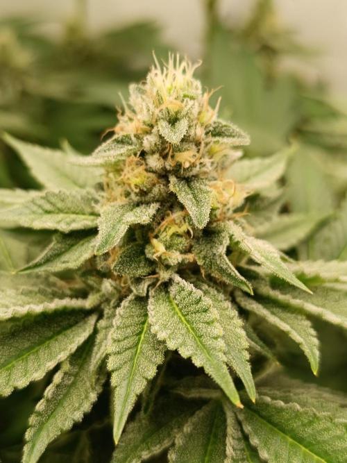 Juicy Flavours Grow #001. Week 12