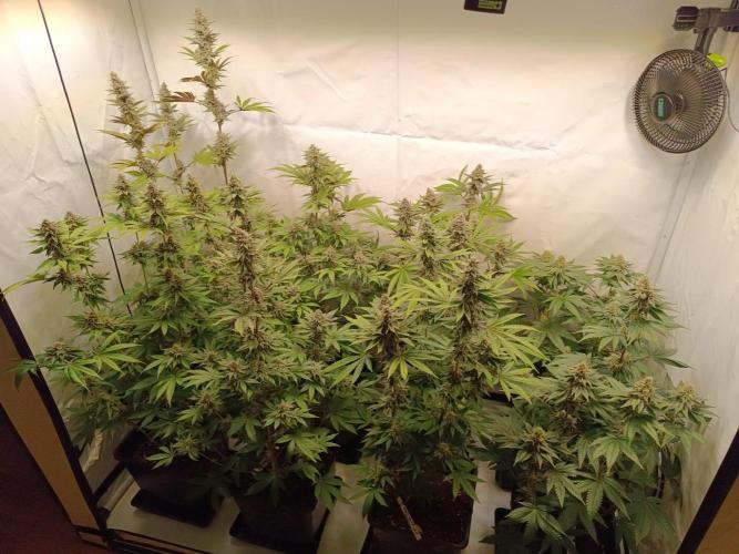 Juicy Flavours Grow #001. Week 12
