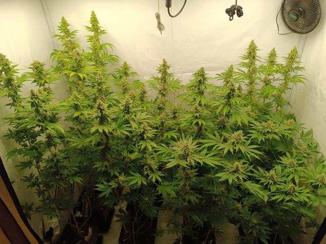 Juicy Flavours Grow #001. Week 12