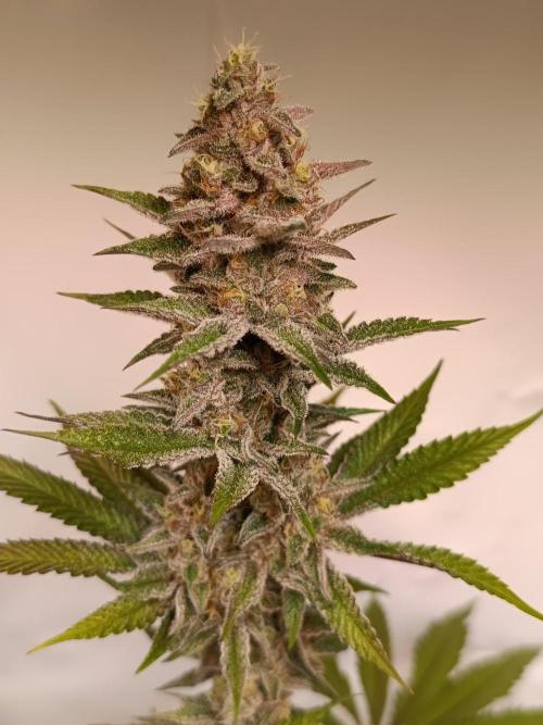 Juicy Flavours Grow #001. Week 12