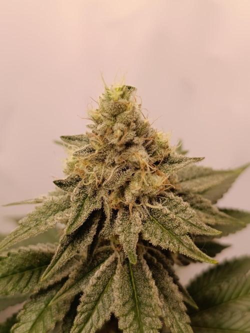 Juicy Flavours Grow #001. Week 12