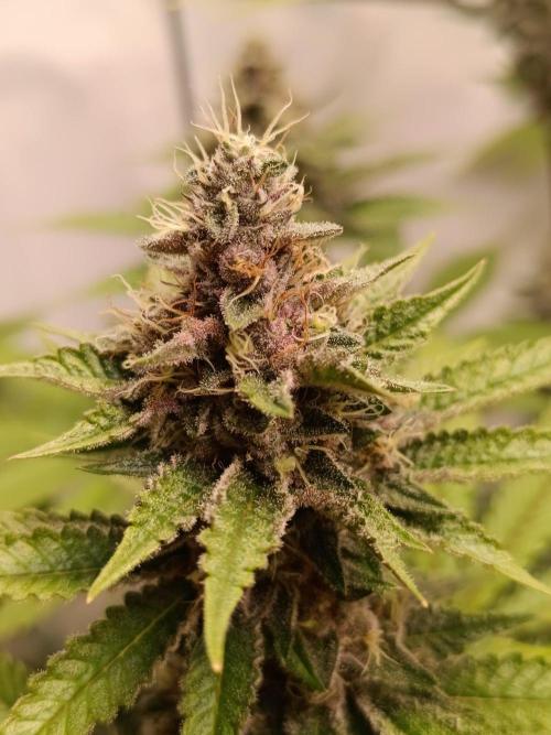 Juicy Flavours Grow #001. Week 12