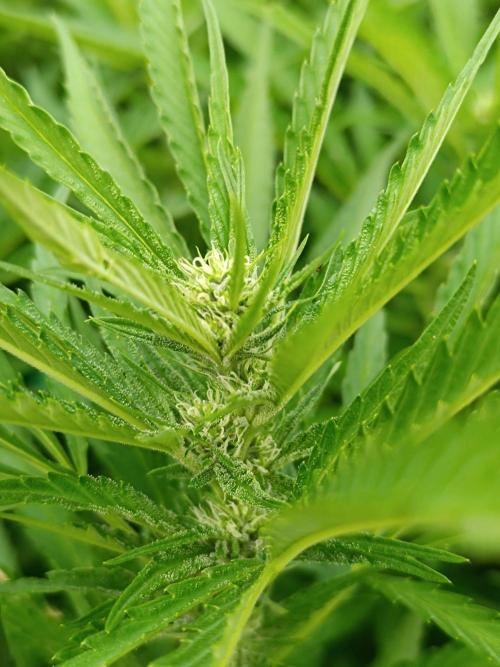 Outdoor Grow for WPFF 2026. Week 14