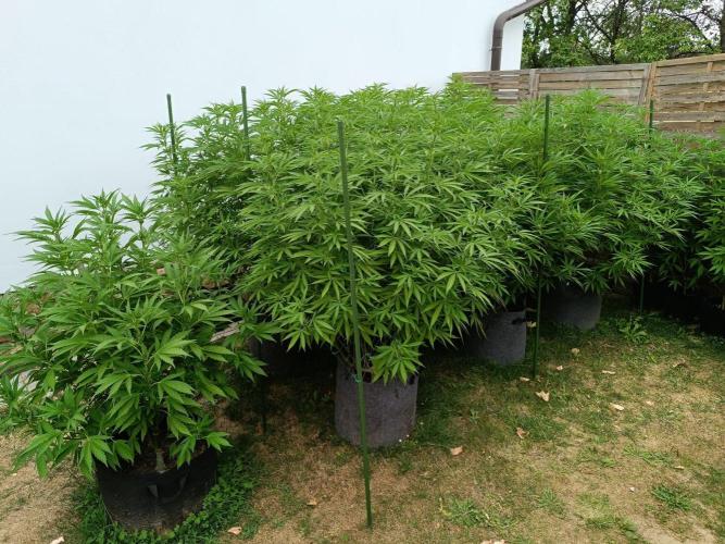 Outdoor Grow for WPFF 2026. Week 14