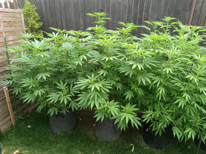Outdoor Grow for WPFF 2026. Week 14