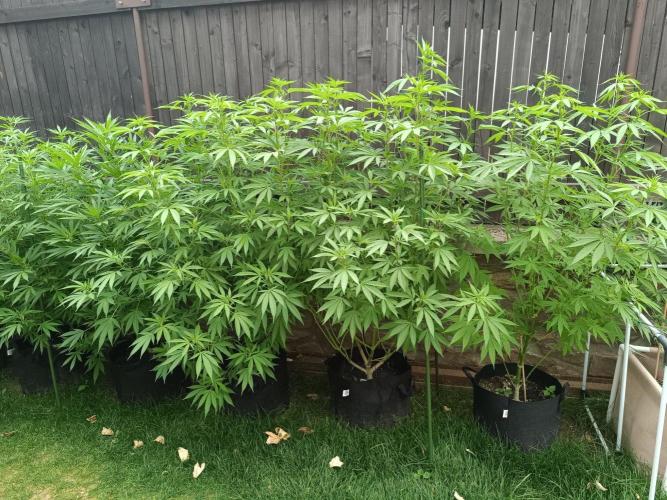 Outdoor Grow for WPFF 2026. Week 14