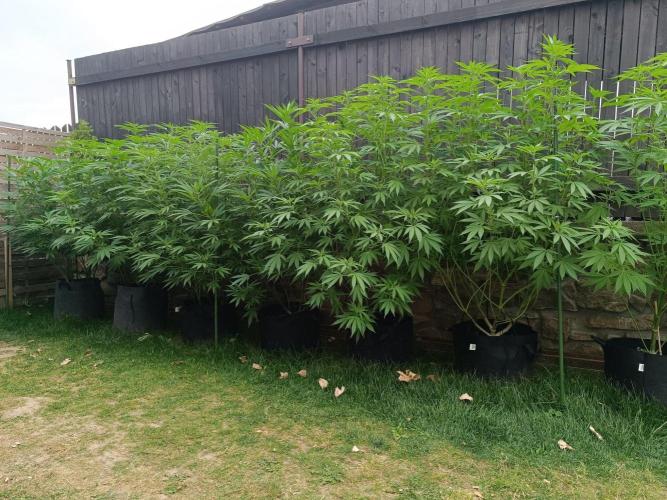 Outdoor Grow for WPFF 2026. Week 14
