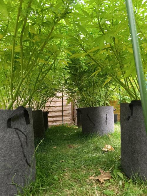 Outdoor Grow for WPFF 2026. Week 14