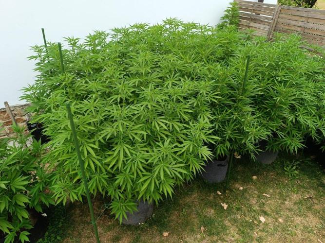 Outdoor Grow for WPFF 2026. Week 14