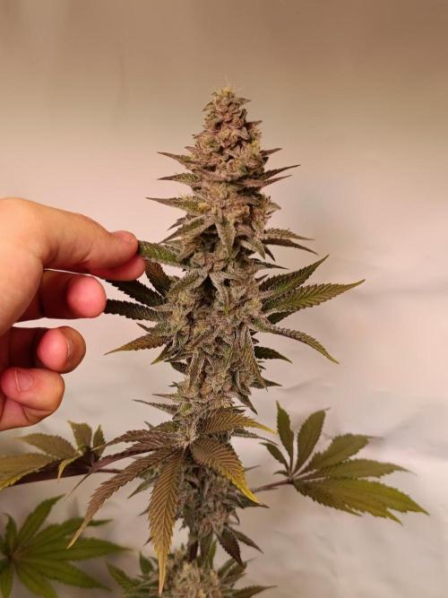 Juicy Flavours Grow #001. Week 13 - Pink Milk