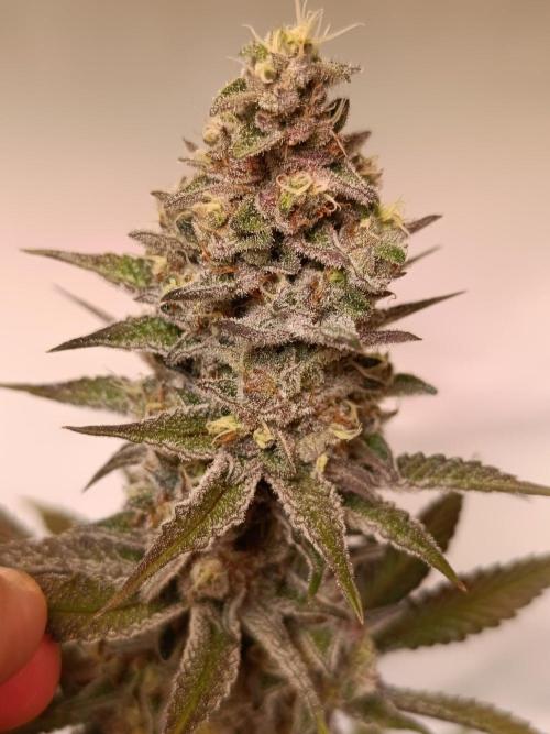 Juicy Flavours Grow #001. Week 13 - Pink Milk