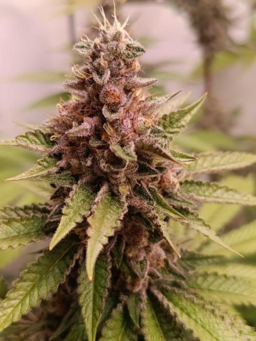 Juicy Flavours Grow #001. Week 13 - Pink Milk
